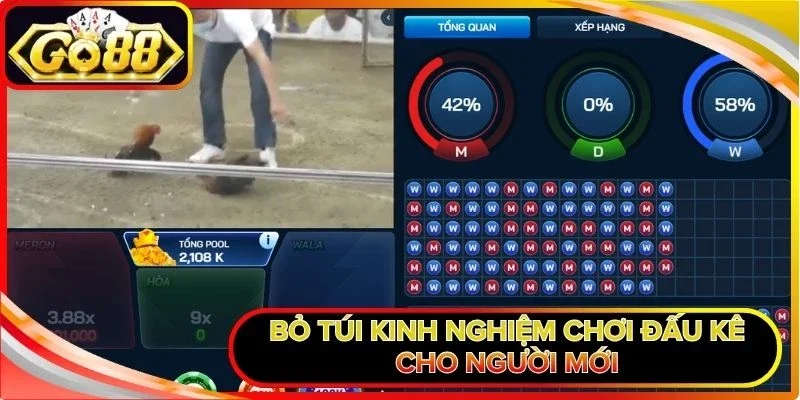 Bỏ túi kinh nghiệm chơi đấu kê cho người mới